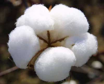 Organic Raw Cotton Manufacturer Supplier Wholesale Exporter Importer Buyer Trader Retailer in Murtizapur Maharashtra India